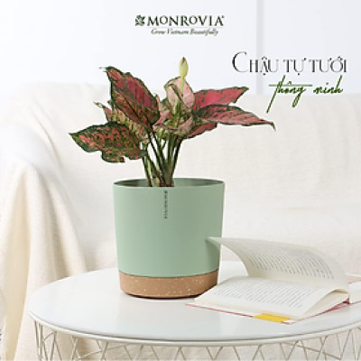 Chậu trồng cây tự tưới thông minh MONROVIA cho hoa, cây cảnh trong nhà và ngoài trời hình trụ tròn