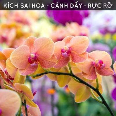 Phân bón cho hoa lan DOCNEEM tan chậm, viên nén dinh dưỡng hữu cơ vi sinh ben 01 cho hoa lan, túi 0.5 kg, chính hãng