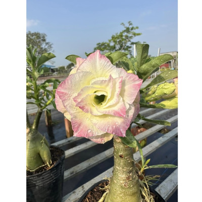 Hạt giống hoa sứ Thái Lan cánh tiên nhiều tầng ghép 3 màu đỏ cam vàng - Bịch 10 hạt – Mã số 2090