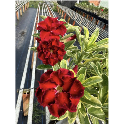 Hạt giống hoa sứ ghép hoa Thiên Vương cánh đỏ đen - Bịch 10 hạt – Mã số 2094 - 2