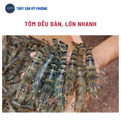 Vitamin khoáng trộn điện giải chống sốc Hado b.Complex tăng trọng giúp tăng cơ chống mòn vỏ cho tôm thẻ cá lươn ếch ốc b