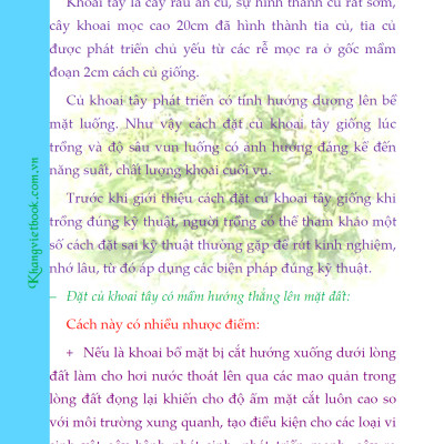 Bí Quyết Thành Công Kĩ Thuật Trồng Khoai Tây Hiệu Quả - KV
