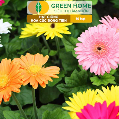 Hạt Giống Hoa Cúc Đồng Tiền Nhiều Màu GreenHome, Gói 10 hạt, Hoa Nở Rực Rỡ, Dễ Trồng Quanh Năm H17