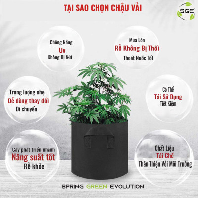 Chậu Vải Trồng Cây GB Cây Sinh Trưởng Nhanh Hơn Cây Trồng Trong Túi Hoặc Chậu Nhựa Phổ Biến Trong Kinh Doanh Nông Nghiệp SGE
