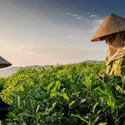 Trà tân cương long đình 500 gram - Trà Tân Cương Xanh