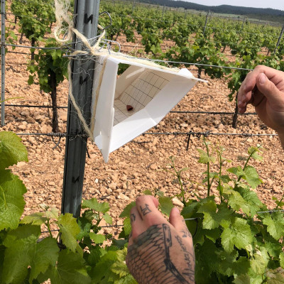 Rượu Vang Organic hữu cơ Castillo de Almansa Coleccion Garnacha Tintorera (Tây Ban Nha) kèm túi giấy,đồ khui