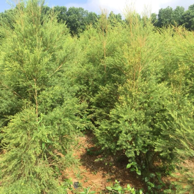 Tinh dầu Tràm Trà 50ml Mộc Mây - tinh dầu nguyên chất 100% từ thiên nhiên - chất lượng và mùi hương vượt trội