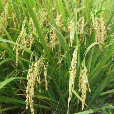 Combo 5 hộp Gạo Hữu Cơ Hoa Nắng - Vàng Lúa Chín 2kg