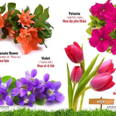 Từ Điển Bằng Tranh - Hoa, Quả, Rau Củ