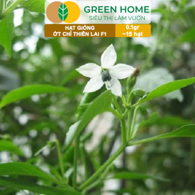 Hạt Giống Ớt Chỉ Thiên Greenhome, Gói 1gr, Sai Trái, Siêu Cay, Dễ Trồng Quanh Năm, Nảy Mầm Cao, Thu Hoạch Nhanh G10