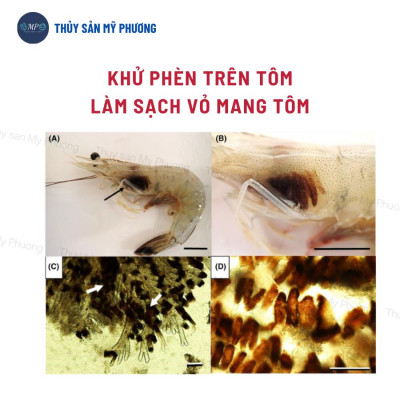 Hạ phèn hấp thụ kim loại nặng clo giải độc đáy ao Thioedtaeff chống sốc thả giống sạch mang tôm thẻ cá lươn ếch ốc baba