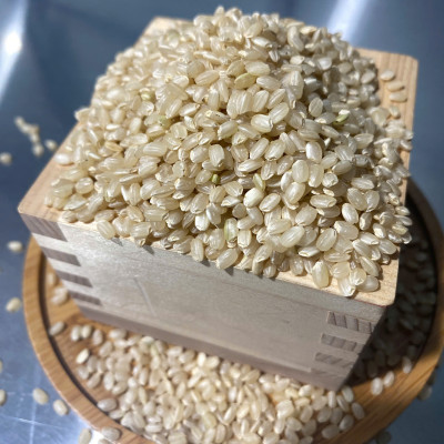 GẠO LỨT MỀM GIỐNG NHẬT MANPUKU MARU - LỨT SILKY