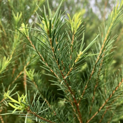 Tinh dầu Tràm Trà 10ml Mộc Mây - tinh dầu nguyên chất 100% từ thiên nhiên - chất lượng và mùi hương vượt trội