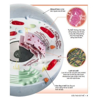 Sách - Tri Thức Trong Lòng Bàn Tay - Bách Khoa Thiếu Nhi Cơ Thể Con Người - Minh Thắng