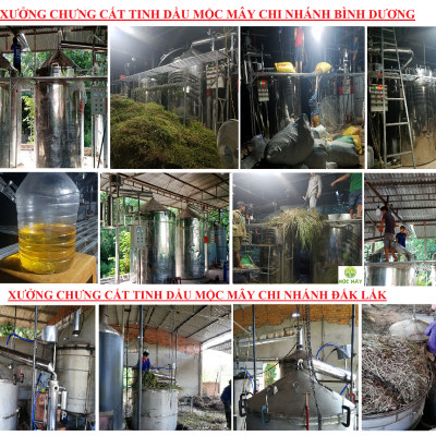 Tinh dầu Khuynh Diệp (bạch đàn) 100ml nguyên chất từ thiên nhiên - Mộc Mây