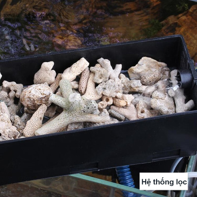 6KG San Hô Vụn vật liệu lọc hồ cá, trang trí bể cá, hồ thủy sinh cao cấp 