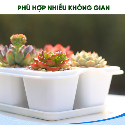 Chậu trồng sen đá MONROVIA, kèm đĩa lót, trồng cây mini, bonsai, xương rồng, decor bàn làm việc